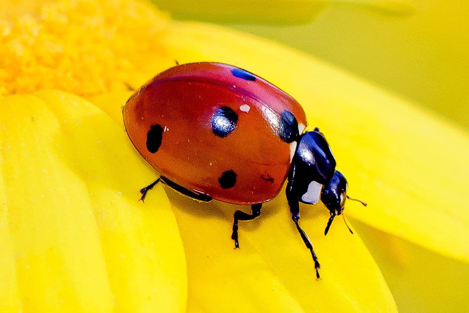 Ladybirds